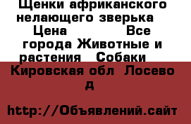 Щенки африканского нелающего зверька  › Цена ­ 35 000 - Все города Животные и растения » Собаки   . Кировская обл.,Лосево д.
